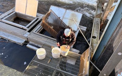 Understanding Wild and Hatchery Salmon Stock Abundances in the Quinsam River
