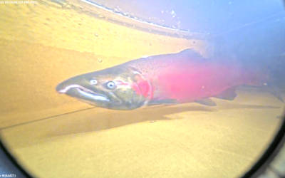 A New Way of Counting Salmon at Simms Creek Reveals a Remarkable 2025 Return